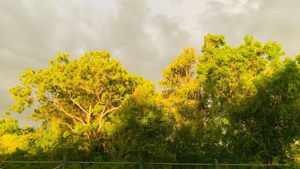 Hotel Tree Garden Wilpaththu Nochchiyagma Anuradhapura Nochchiyagama ภายนอก รูปภาพ