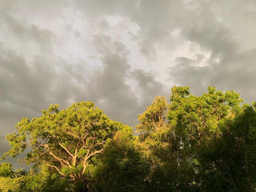 Hotel Tree Garden Wilpaththu Nochchiyagma Anuradhapura Nochchiyagama ภายนอก รูปภาพ